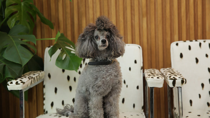 tottenham-dalmatian-velvet-drum-table-lamp-cocoa-animal-skin-velvet-vovered-lamp-retro-styling-poodle-and-blonde