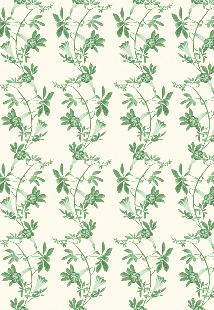 Deus-ex-gardenia-wallpaper-Midsummer-wallpaper-triling-vines-and-flowers-french-toile-british-garden-leafy-trellis-hand-illustrated-patternVine-green-on-white-background