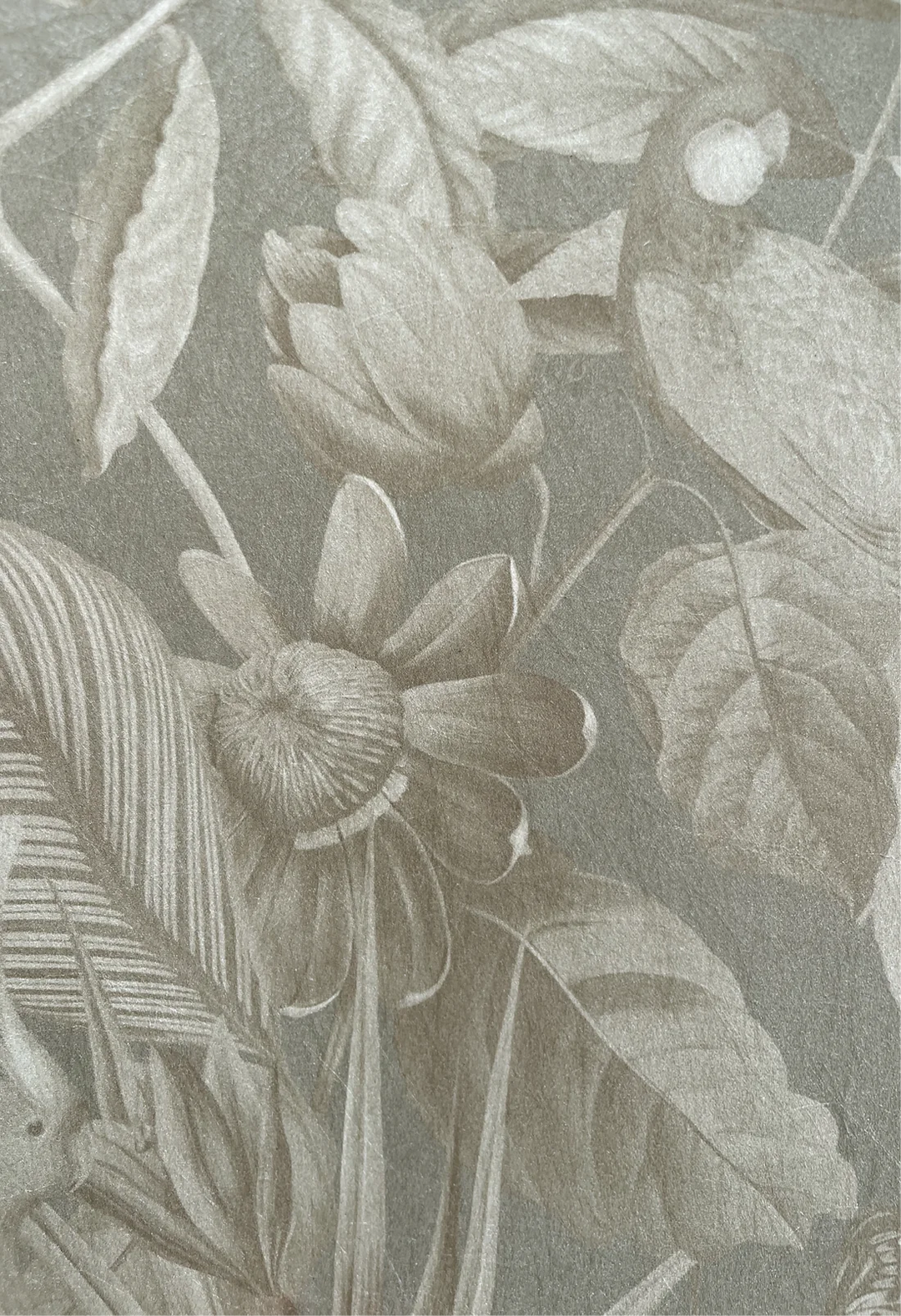 Deus-ex-gardenia-Passiflora-wallpaper-Ammonite-pearly-cream-background-columbian-tropical-rainforest-feeling-birds-butterflies-ferns-jungle-hand-illustrated-print-pattern