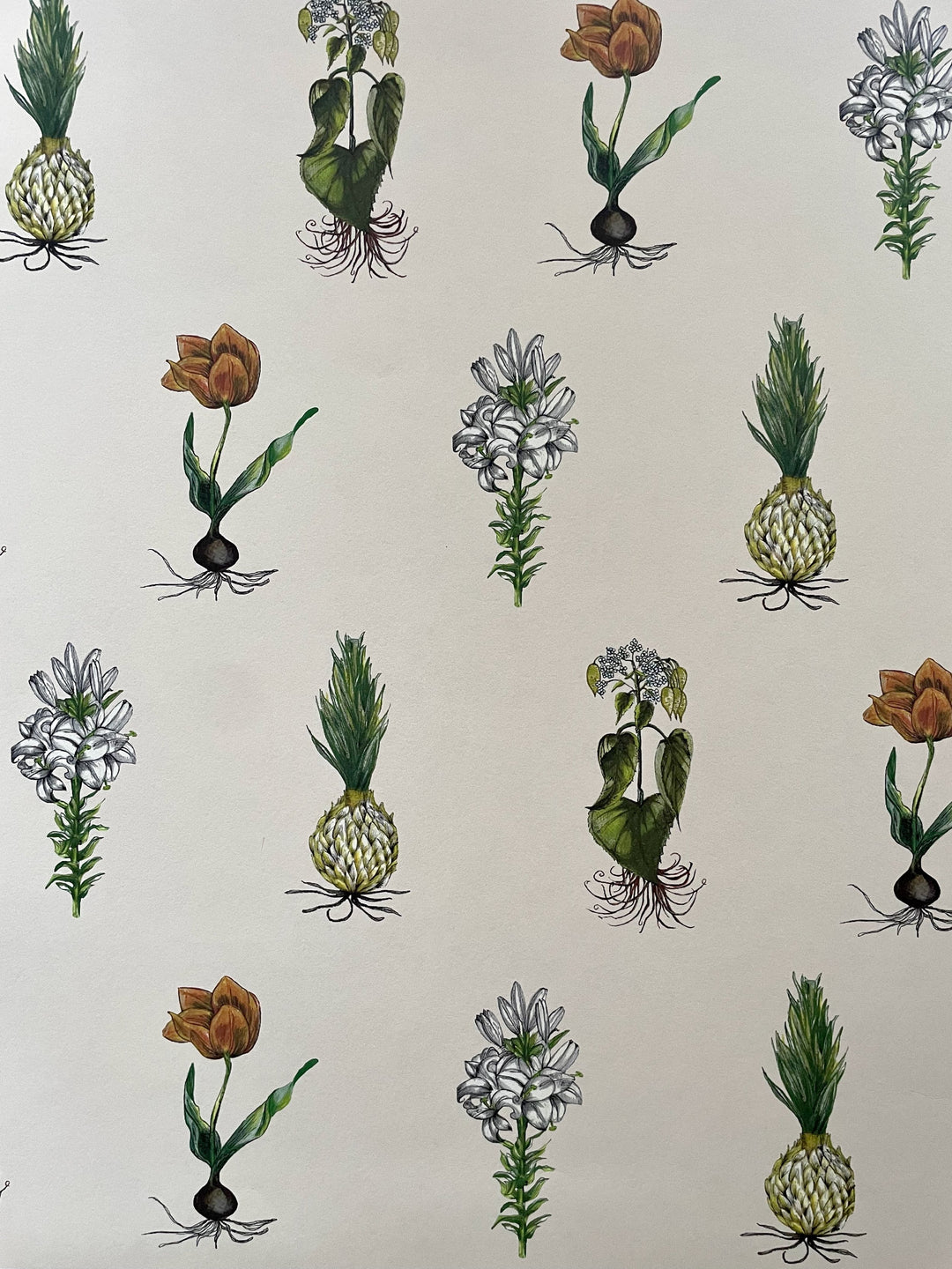 jojo-trixie-botanical-wallpaper-fruits-plants-bulbs-ordered-repeated-wallpaper