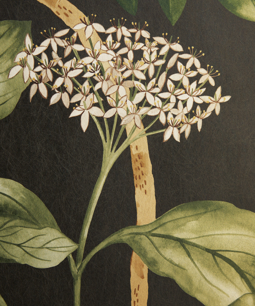 liberty-fabrics-wallpaper-botanical-atlas-collection-magical-plants-wallpaper-jade-black-floral-asian-inspired-design