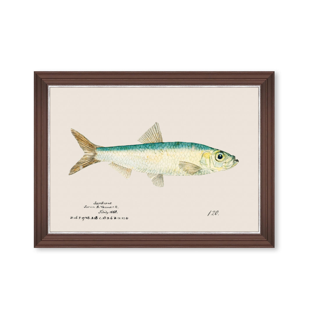 mind-the-gap-sardine-fish-print