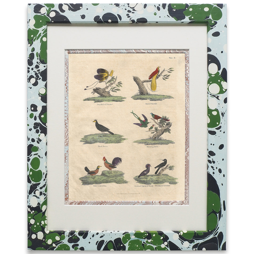 wildmore-marbled-framed-art-work-series-of-art-bird-collection-buffon-no.40-glacier-the-design-yard