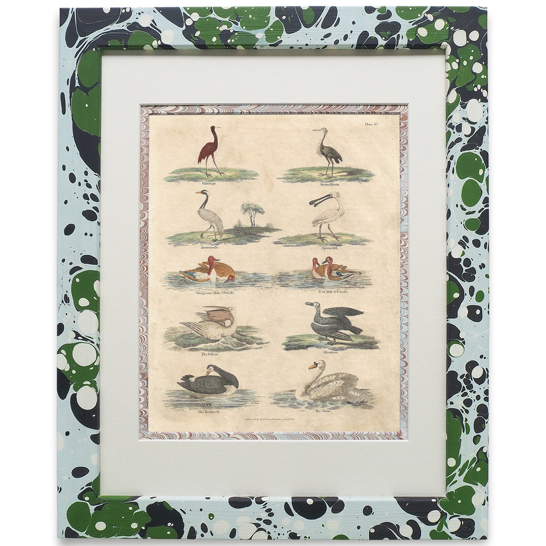 wildmore-marbled-framed-artworks-buffon-no.45-birds-picture-series-of-art- collections