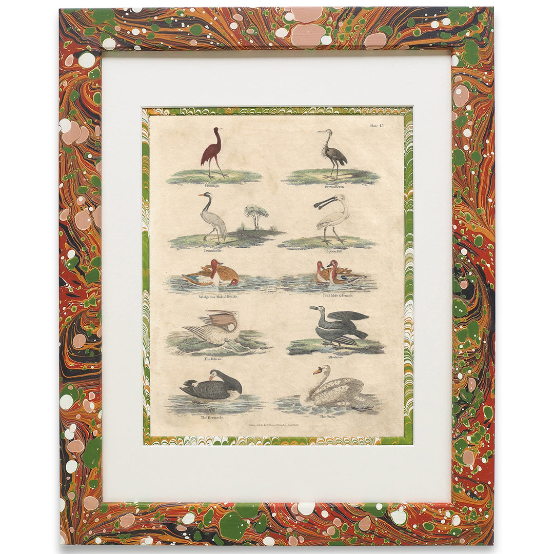 wildmore-marbled-framed-artworks-buffon-no.45-birds-picture-series-of-art- collections
