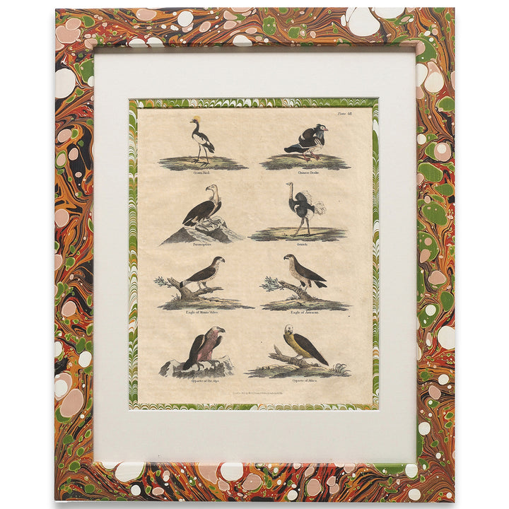 wildmore-marbled-framed-art-work-series-of-art-bird-collection-buffon-no.48-glacier-the-design-yard