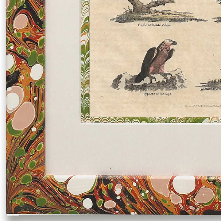 wildmore-marbled-framed-art-work-series-of-art-bird-collection-buffon-no.48-glacier-the-design-yard