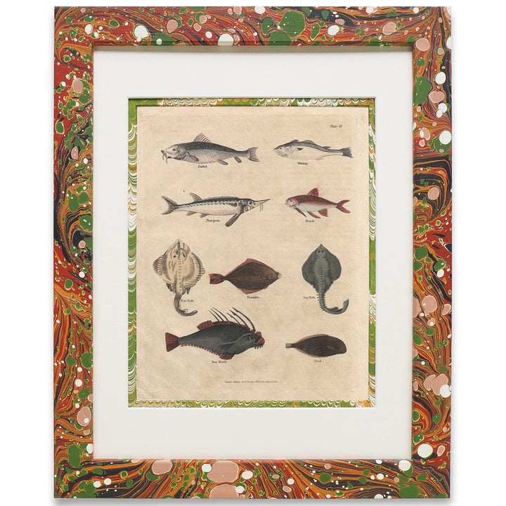 wildmore-birtish-handmade-marbled-framed-art-fish-buffon-no.49-the-design-yard