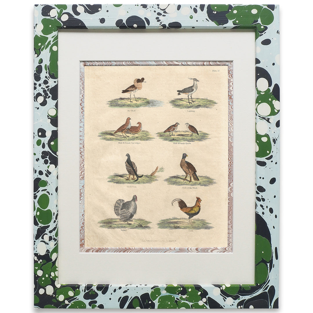 wildmore-marbled-framed-art-work-series-of-art-bird-collection-buffon-no.52-glacier-the-design-yard