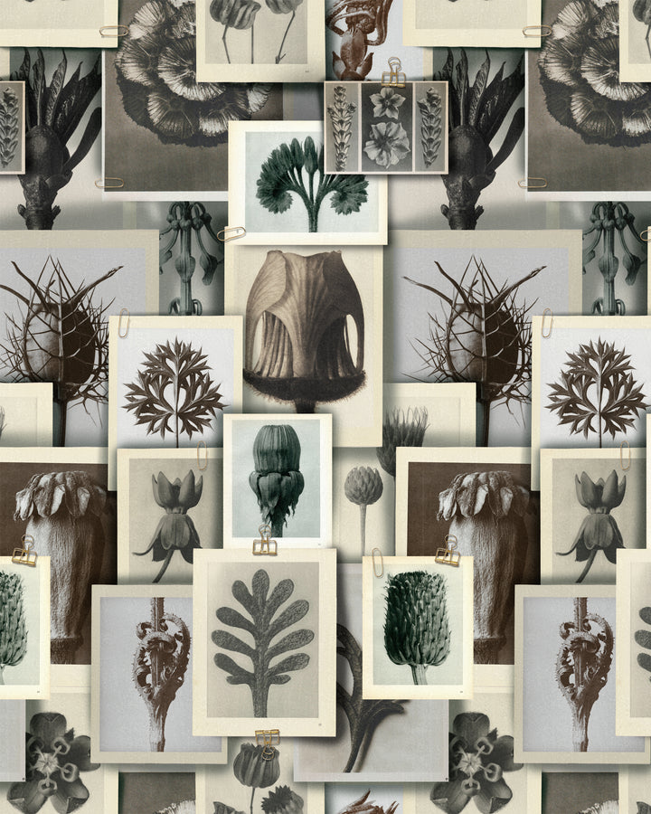 mind-the-gap-blossfeldts-art-form-leaves-flowers-drawings-photographs-pin-board-wallpaper-maximalist-