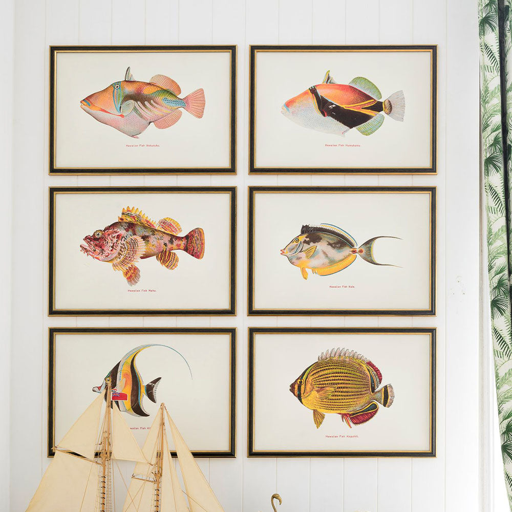 fishes of hawaii wall art framed