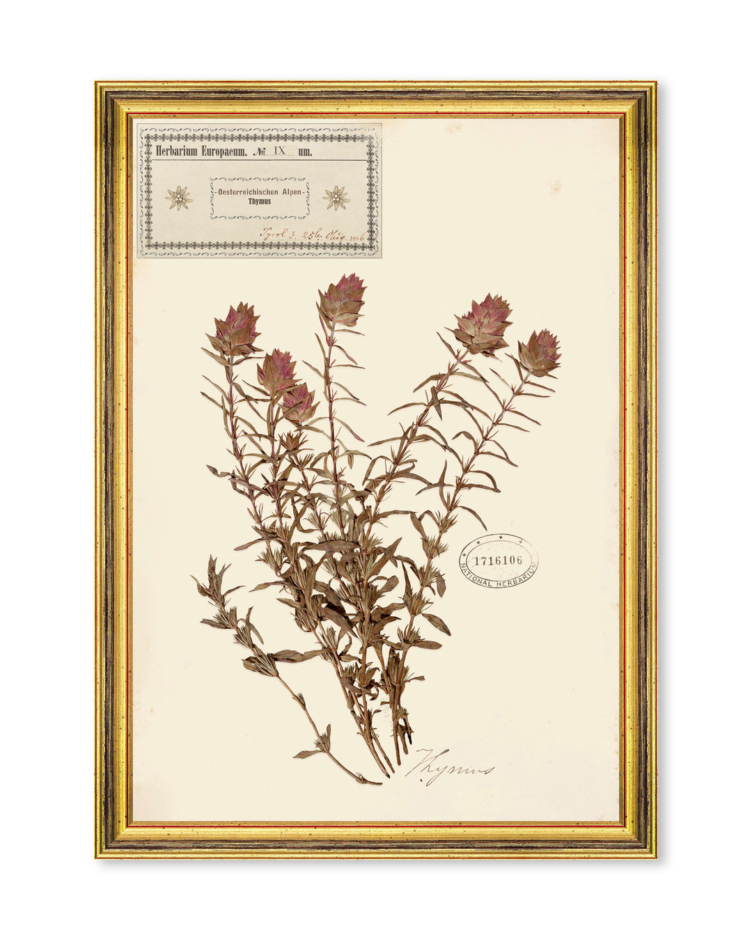 mindthegap-herbarium-alpinium-framed-art-watercolour-painted-illustration-cursive-writing-gold-antique-frames