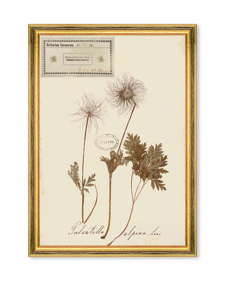 mindthegap-herbarium-alpinium-framed-art-watercolour-painted-illustration-cursive-writing-gold-antique-frames
