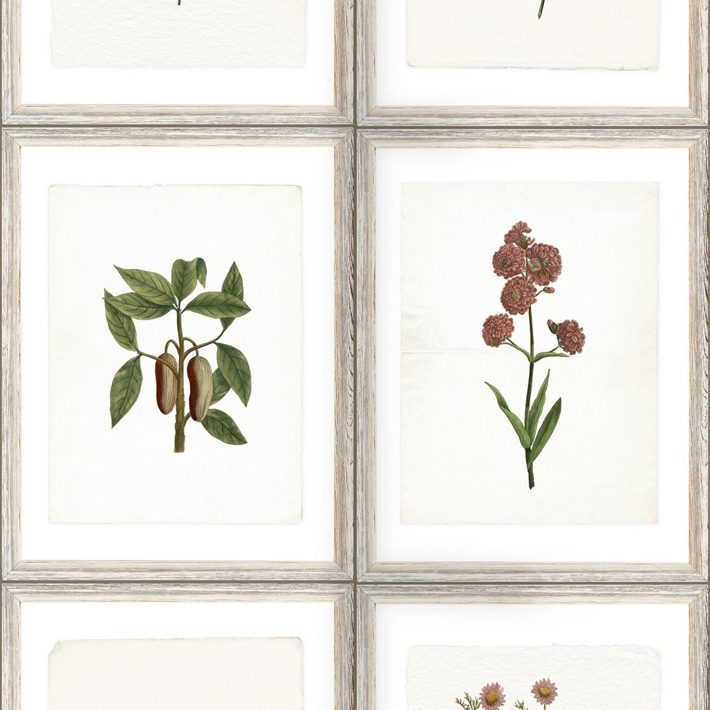 mind-the-gap-botany-wallpaper-antiquarian-collection-plants-herbs-flowers-vines-framed-natural-garden-horticulture