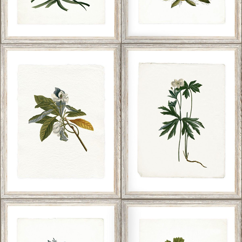 mind-the-gap-botany-wallpaper-antiquarian-collection-plants-herbs-flowers-vines-framed-natural-garden-horticulture