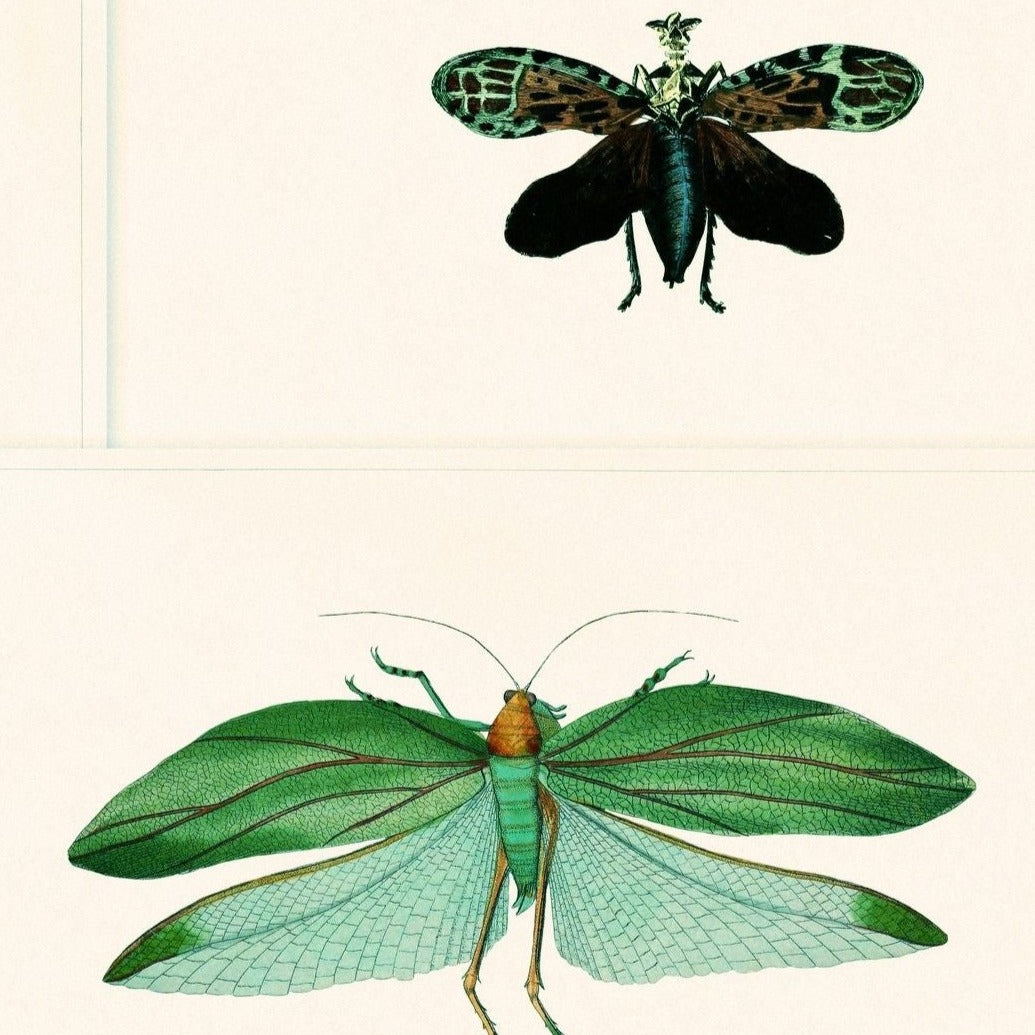 mind-the-gap-entomology-wallpaper-the-antiquarian-collection-insects-bugs-creatures-biophilia