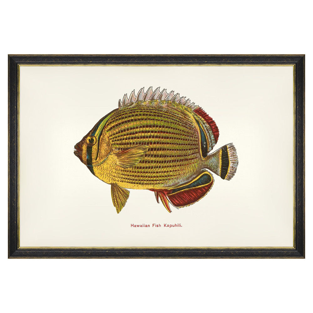mind the gap fishes of hawaii kapuhili fish framed wall art