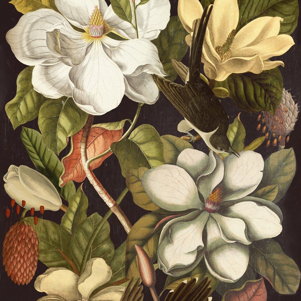 mind-the-gap-magnolia-wallpaper-birds-flowers-stems-vines-leaves-dark-background-nature-the-florist-collection