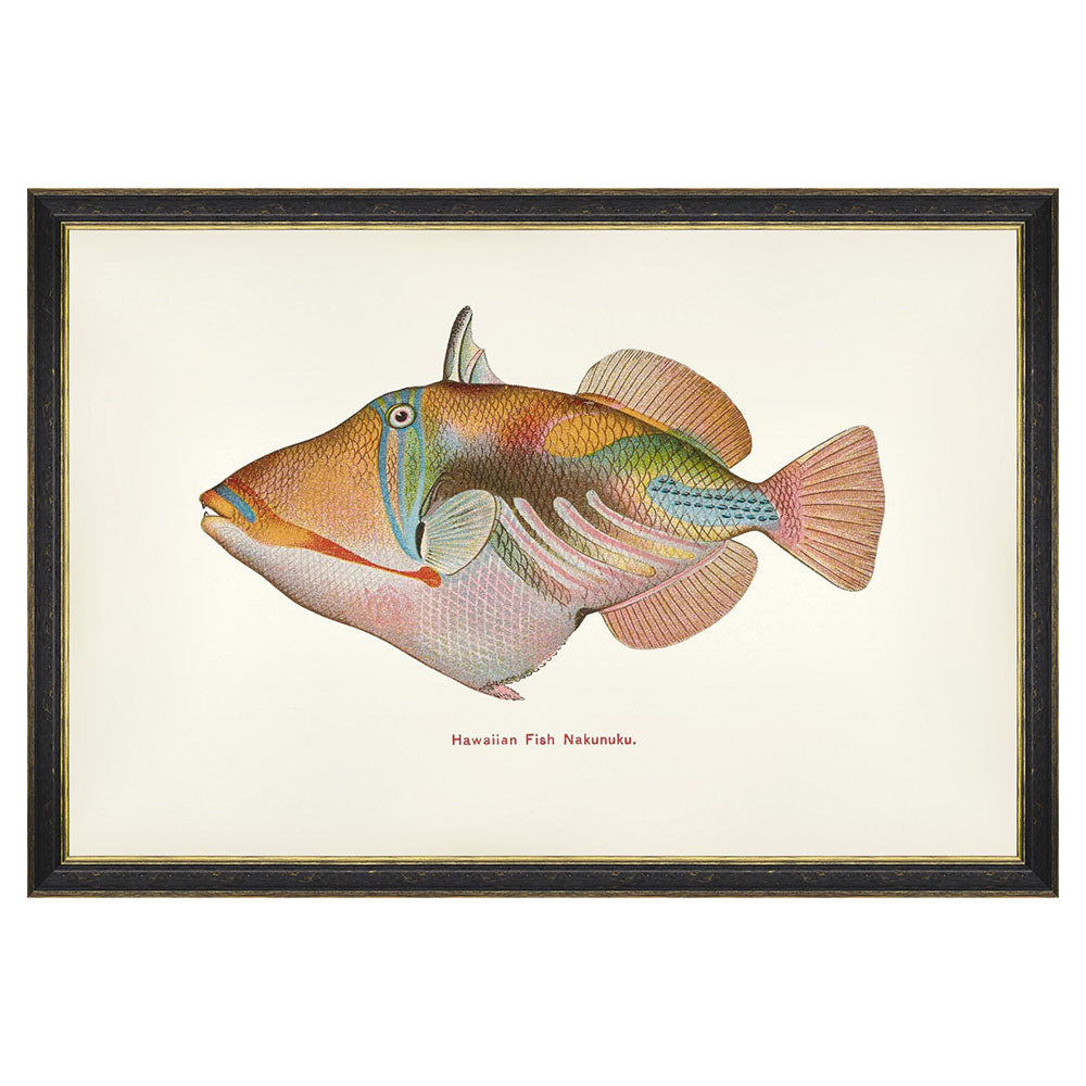 mind the gap naunuku fish wall art fishes of hawaii framed