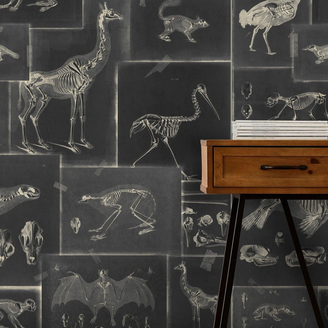 mind-the-gap-zooarchaeology-wallpaper-the-antiquarian-collection-animal-skeletons-bodies-drawings-illustrations-technical-taped