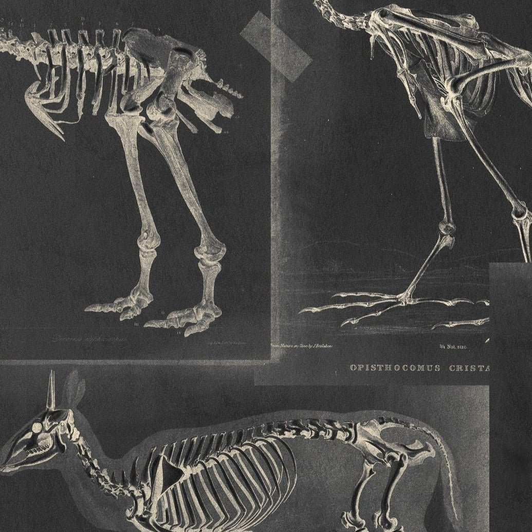 mind-the-gap-zooarchaeology-wallpaper-the-antiquarian-collection-animal-skeletons-bodies-drawings-illustrations-technical-taped